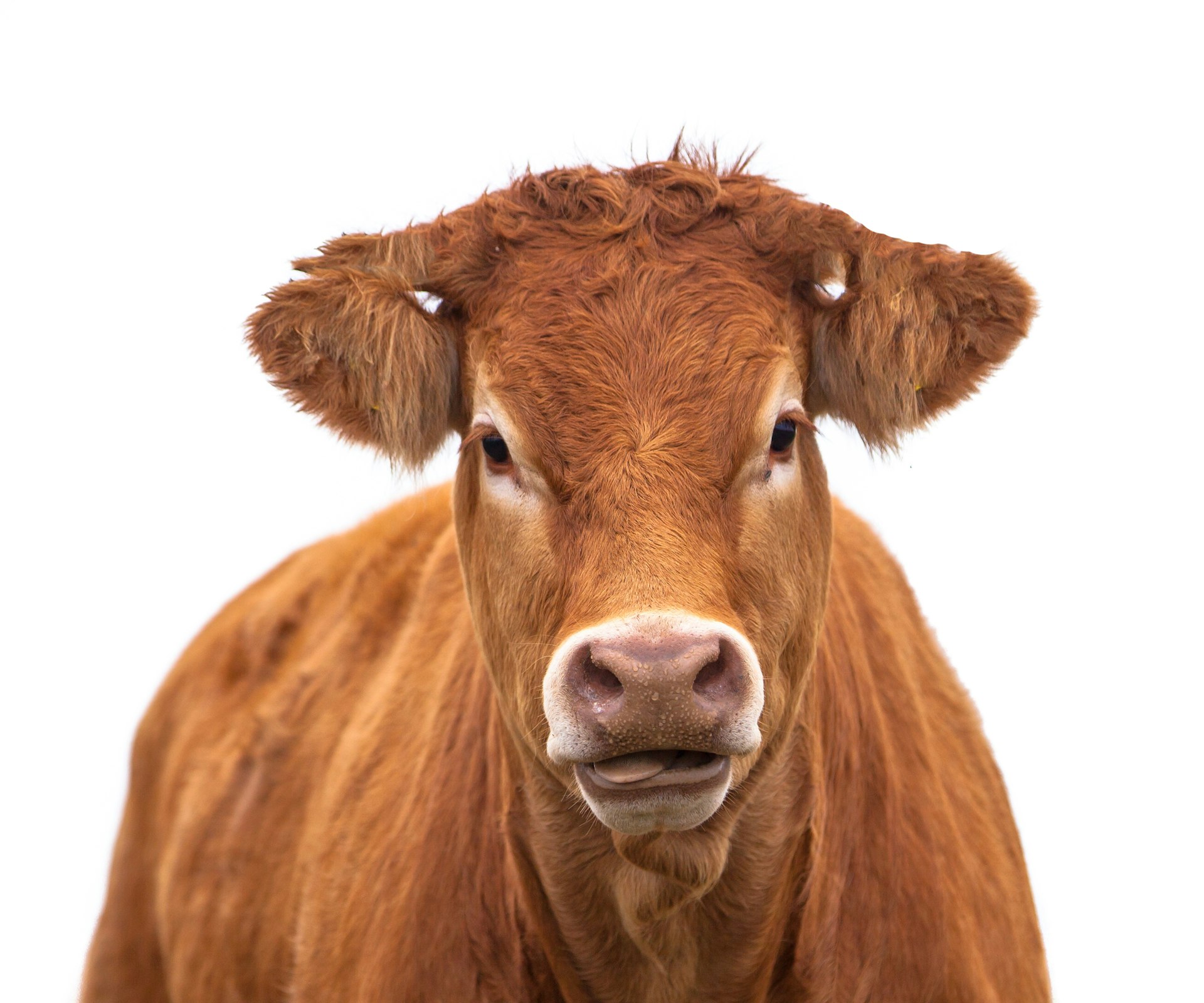 Hermoso novillo de res color cafe, parado en fondo blanco