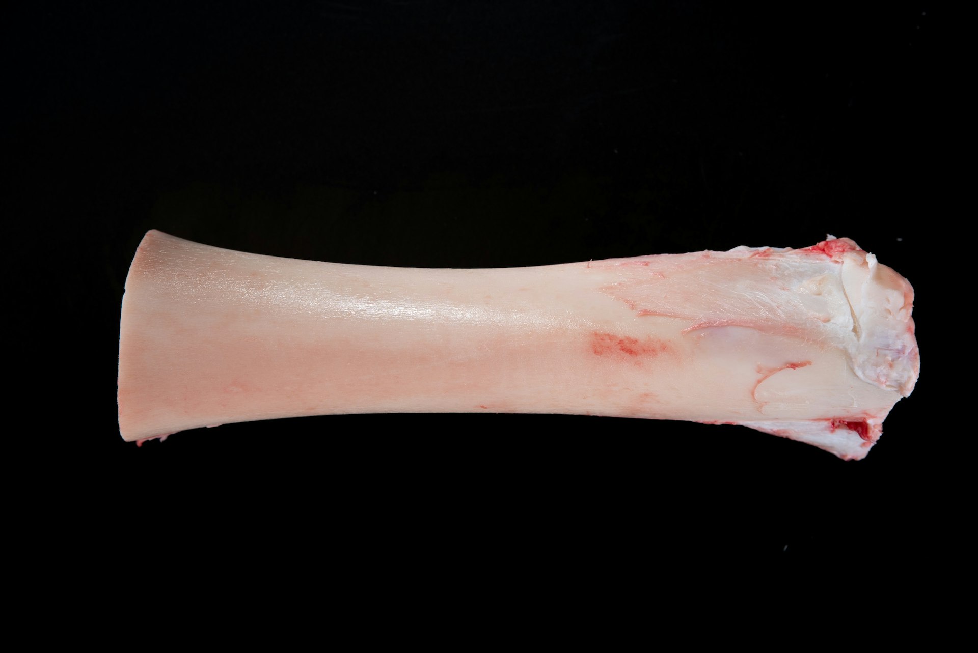 hueso tuetanero de novillo